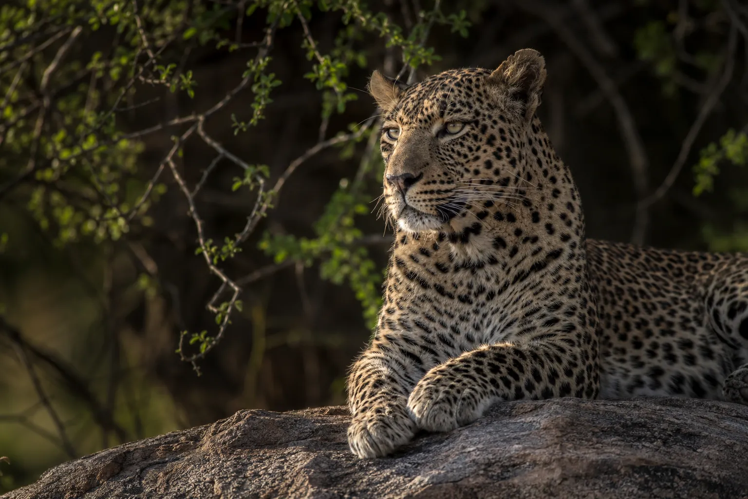 A leopard along a horizontal branch in dappled light.