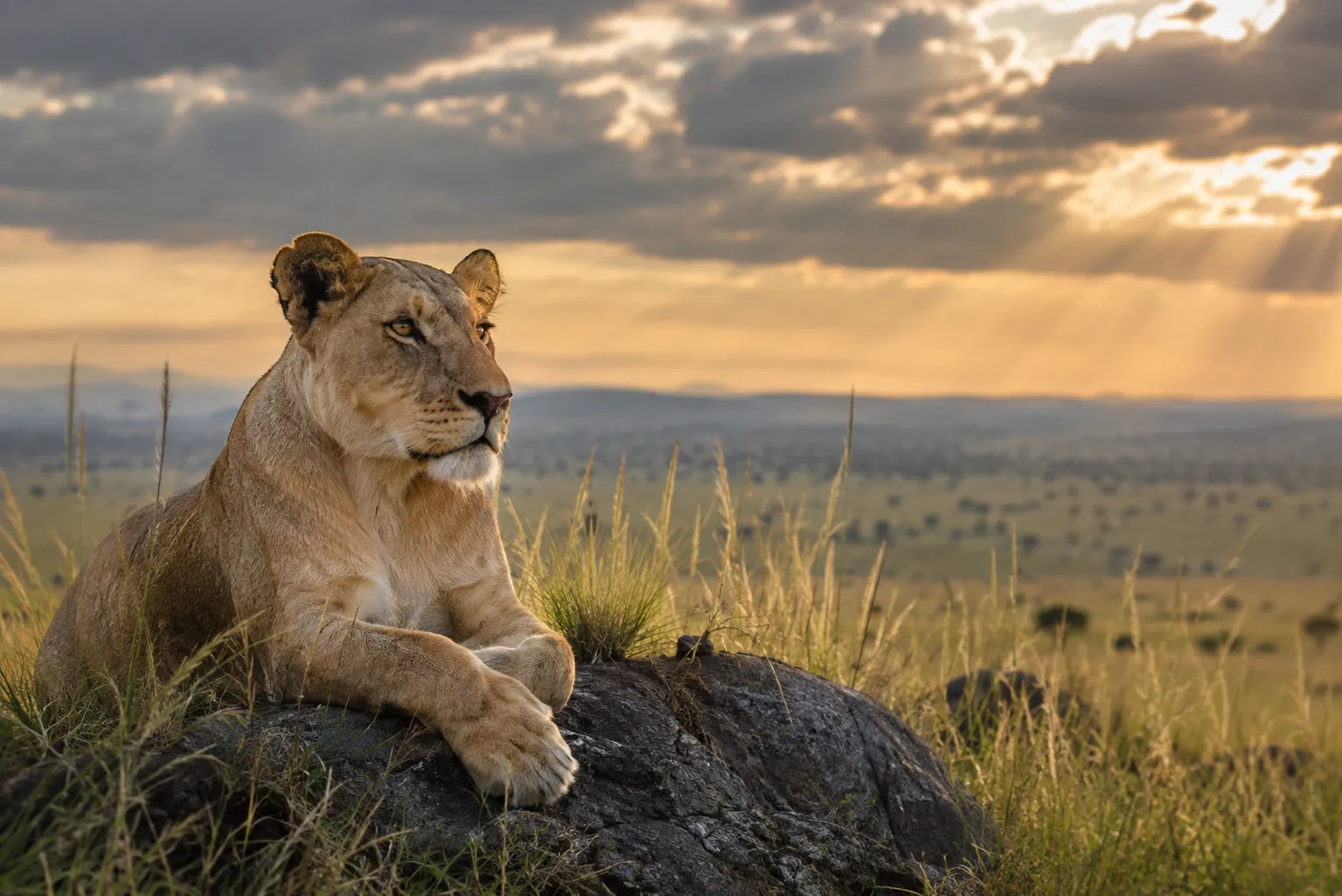 The Ndutu Birth & Predator Season, a private Highland journey through Tanzania.